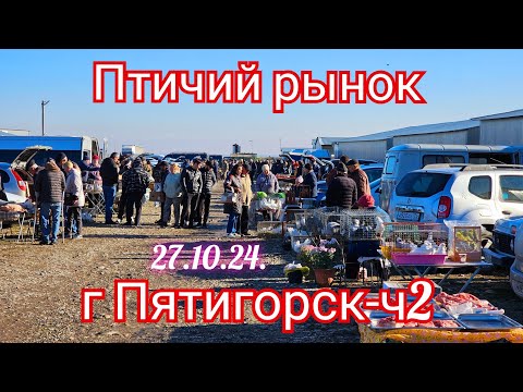 Видео: Голуби цены Птичий рынок г Пятигорск-ч2