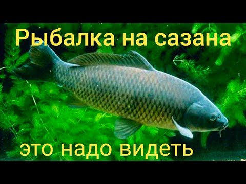 Видео: Рыбалка на озере "Логово Дьявола" - ловля сазана . ( Fishing for carp on the lake Devil's Lair )