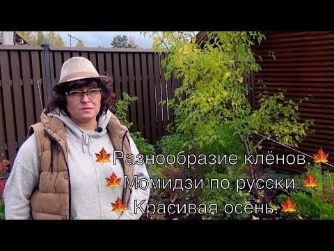 Видео: Разнообразие клёнов.🍁 Момидзи по русски.🍁 Красивая осень.🍁