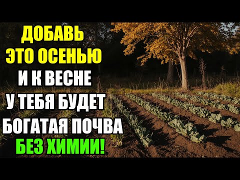 Видео: ВСЕГО ОДИН СПОСОБ, ЧТОБЫ ЗЕМЛЯ СТАЛА ЧЕРНОЗЁМОМ ЗА ЗИМУ.КАК СДЕЛАТЬ ПОЧВУ ПЛОДОРОДНОЙ