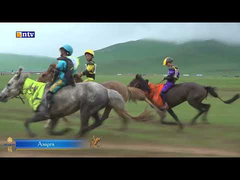 Видео: Наадам 2023 "Азарга"