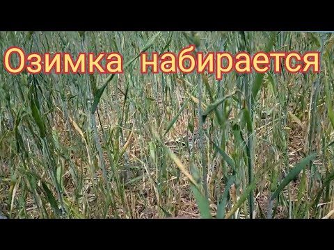 Видео: озимка набралась