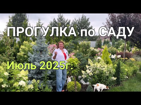 Видео: ПРОГУЛКА по САДУ ИЮЛЬ 2025г.: про ниваки, топиарные формы, лилии-гиганты, великаны-гортензии