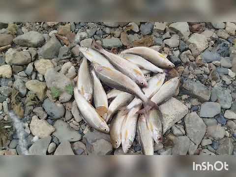 Видео: Хариус в тридцатиградусную жару, на севере Приморья.