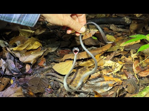 Видео: В ПОГОНЕ ЗА РАЙСКОЙ ПТИЦЕЙ И ТАЙПАНОМ - ОЧЕНЬ ЯДОВИТОЙ ЗМЕЕЙ. Новая Гвинея