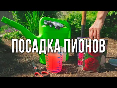 Видео: Особенности весенней и осенней посадки пионов. Осенняя посадка пионов. Весенняя посадка пионов.