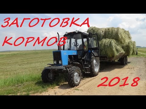 Видео: Заготовка кормов в "Гиганте"