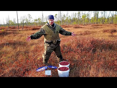 Видео: ОСЕННИЙ СЕЗОН 2023 \ РЫБАЛКА - ОХОТА - ИЗБА \ # 2 \ ПРИЕХАЛ СЫН \ СБОР КЛЮКВЫ \ ЕСТЬ ПЕРВЫЙ НАЛИМ