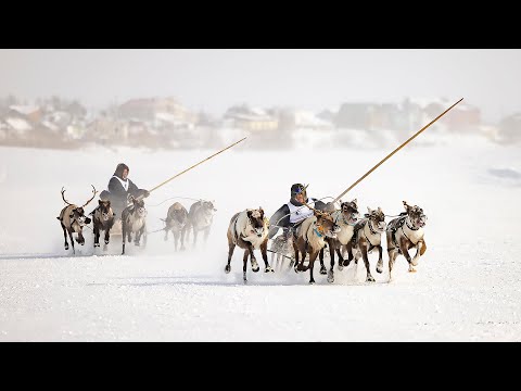 Видео: Любимый праздник северян. Состязания оленеводов | Северный колорит