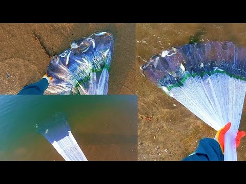 Видео: Накрываю целый косяк, Морского Карася. Кастинговая сеть.