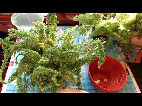 Видео: Осенняя пересадка ПАПОРОТНИКА. Как это сделать правильно.