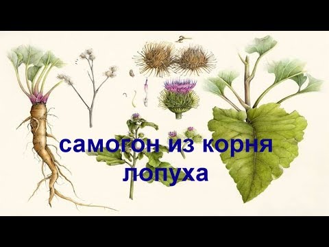 Видео: Самогон из корня лопуха