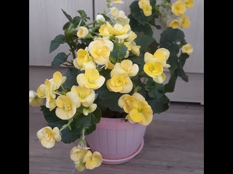 Видео: БЕГОНИИ как размножаю и ухаживаю