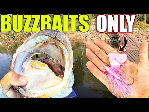 Видео: Эти рыбы когда-нибудь видели ПОВЕРХНОСТНУЮ ВОДУ?? Ловлю весь день ТОЛЬКО на баззбейты...