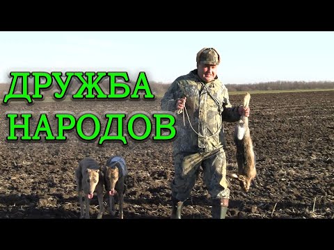 Видео: ДРУЖБА НАРОДОВ ч2  Состязания борзых 28 11 2020г