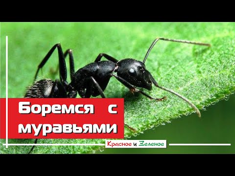 Видео: Как избавиться от муравьев в теплице и огороде. Экологично и безопасно