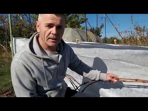 Видео: На сколько почек обрезать лозы винограда.