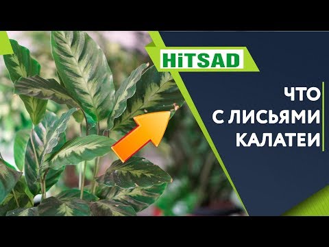 Видео: Калатея в Домашних Условиях 🌺 Скручивание Листьев Калатеи ✔️ Болезни комнатных растений