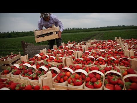 Видео: 5  тонн Клубники!Узбекистан Утопает в Клубнике!Ташкент!