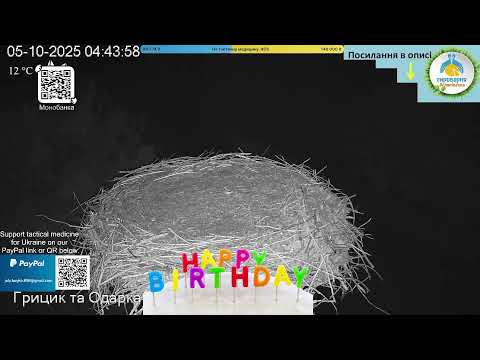 Видео: UA 🔴Прямий ефір White Stork Live Трансляція з гнізда лелек в Національному парку Пирятинський #bird