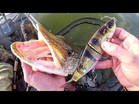 Видео: Большая щука обожает свимбейты!