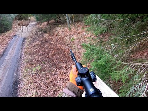 Видео: Загонная ОХОТА. ПРОЕБ-пик-Л. 7 декабря 2024г.