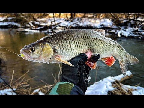 Видео: СТАВЛЮ ЭТУ МАЛЕНЬКУЮ ПРИМАНКУ И ЛОВЛЮ БОНУСНЫХ РЫБ / ПЕРВАЯ ВЕСЕННЯЯ РЫБАЛКА НА СПИННИНГ