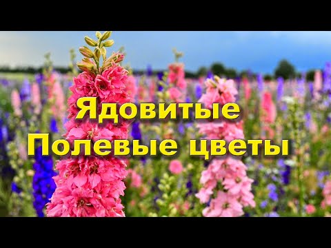 Видео: ОСТОРОЖНО - ядовитые ПОЛЕВЫЕ ЦВЕТЫ!!!