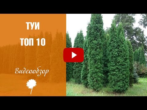 Видео: Туи 🌟 Топ-10 самых популярных 🌟 Колоновидные туи