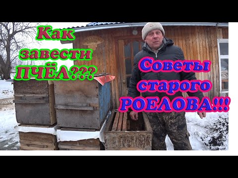 Видео: КАК ЗАВЕСТИ ПЧЁЛ, ЛОВЛЯ БРОДЯЧИХ РОЁВ В ЛОВУШКИ, СЕКРЕТЫ СТАРОГО РОЕЛОВА