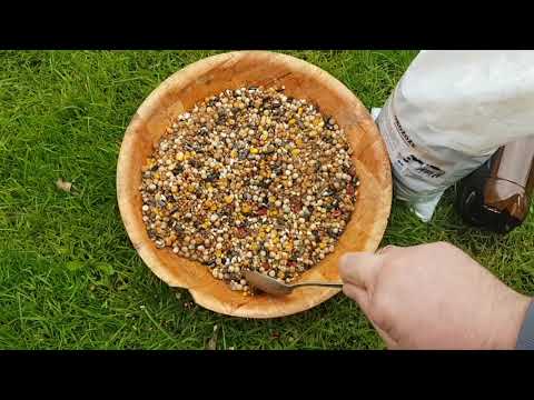 Видео: как усилить имунитет у галубеи