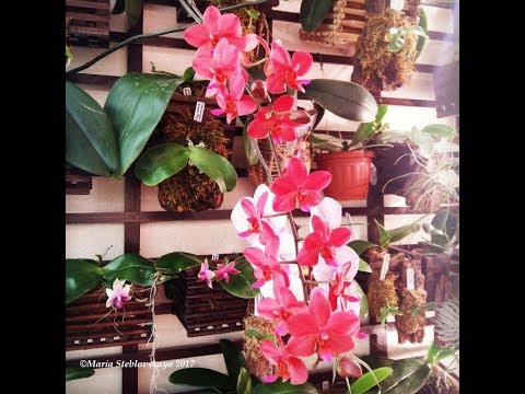 Видео: PHALAENOPSIS BUDDHA'S TREASURE -  описание и особенности ухода