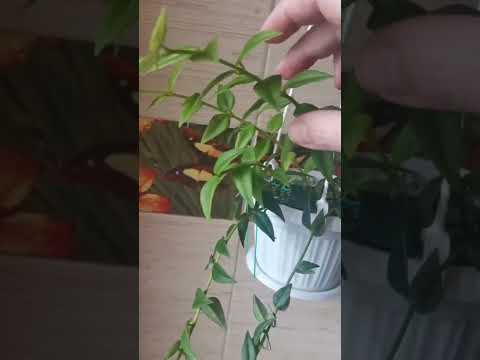 Видео: Хойя Белла - цветение, уход в домашних условиях