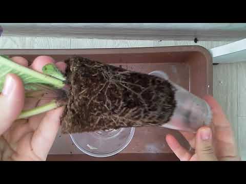 Видео: Перевалка стрептокарпусов