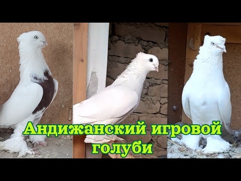 Видео: Андижанский уйинчи кабутарлар хаммаси уйни жуда каттик