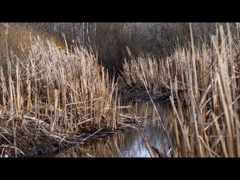 Видео: Знайшов В Хащах пересохше Болото.Ловлю карася і шукаємо в Грязі В'юнів