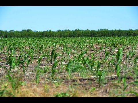 Видео: Опытные участки с посевами кукурузы. Технология No-Till. КФХ "Потапов"