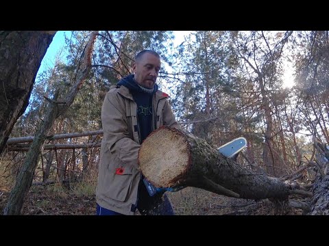 Видео: Снял фотоловушку. Отличный улов. Сколько животных. Заготавливаю дрова.