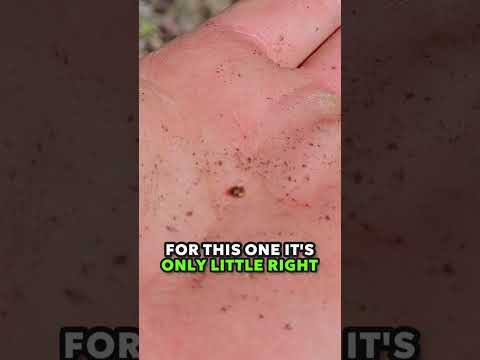 Видео: Я нашел золотую жилу