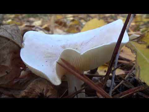 Видео: Говорушка беловатая(Clitocibe dealbata) и говорушка дымчатая( Clitocybe nebularis).