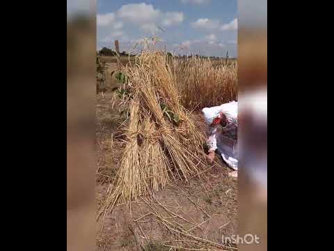 Видео: Сбор урожая 2023.🌾🌞"Праздник первого снопа"🌾Дом культуры села Ново-Котовск.(13 июля)