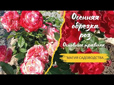 Видео: Правила обрезки роз флорибунда и чайно-гибридных 🌹.В чём отличия #розы #обрезка #сад 