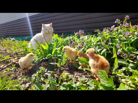 Видео: Как снять курицу с яиц. Пять тонн Южной короны. Сезон мяса в разгаре. Новая живность в хозяйстве