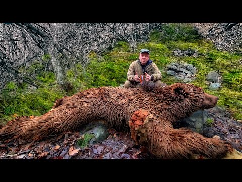 Видео: Кавказский МОНСТР. Ущелье кишит МЕДВЕДЯМИ. Приехал ПРЕЗИДЕНТ.