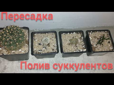 Видео: Новые кактусы и суккулент / Пересадка / Полив суккулентов