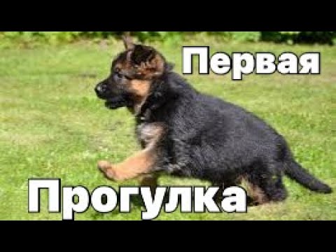 Видео: Первая прогулка щенка немецкой овчарки после карантина