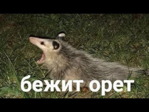 Видео: Подруга