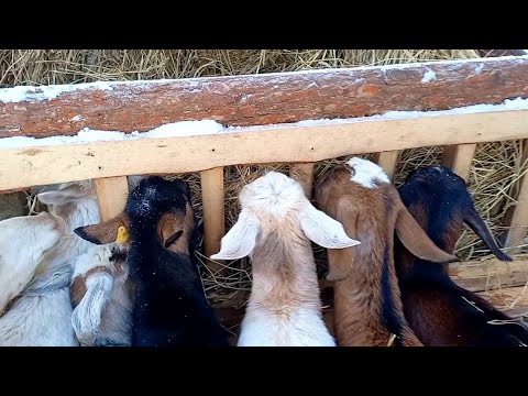 Видео: 7 коз на мясо! Особенности холодного содержания, все тонкости которые нужно учитывать.