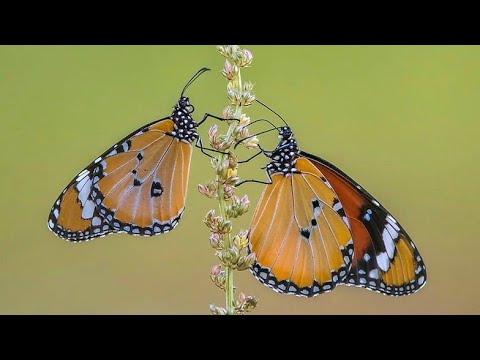 Видео: Победа Жизни - Балак 5784