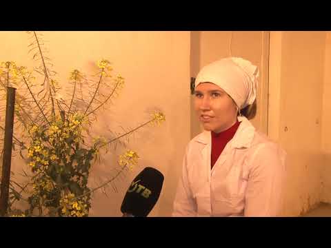 Видео: О работе лаборатории селекции и семеноводства капустных культур ФГБНУ ФНЦО